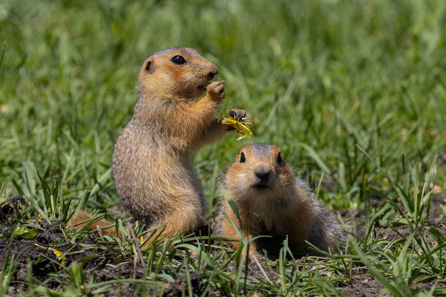 суслик, Глебов Сергей