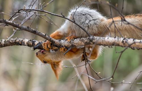 Вкусный кленовый сок.. (весна)