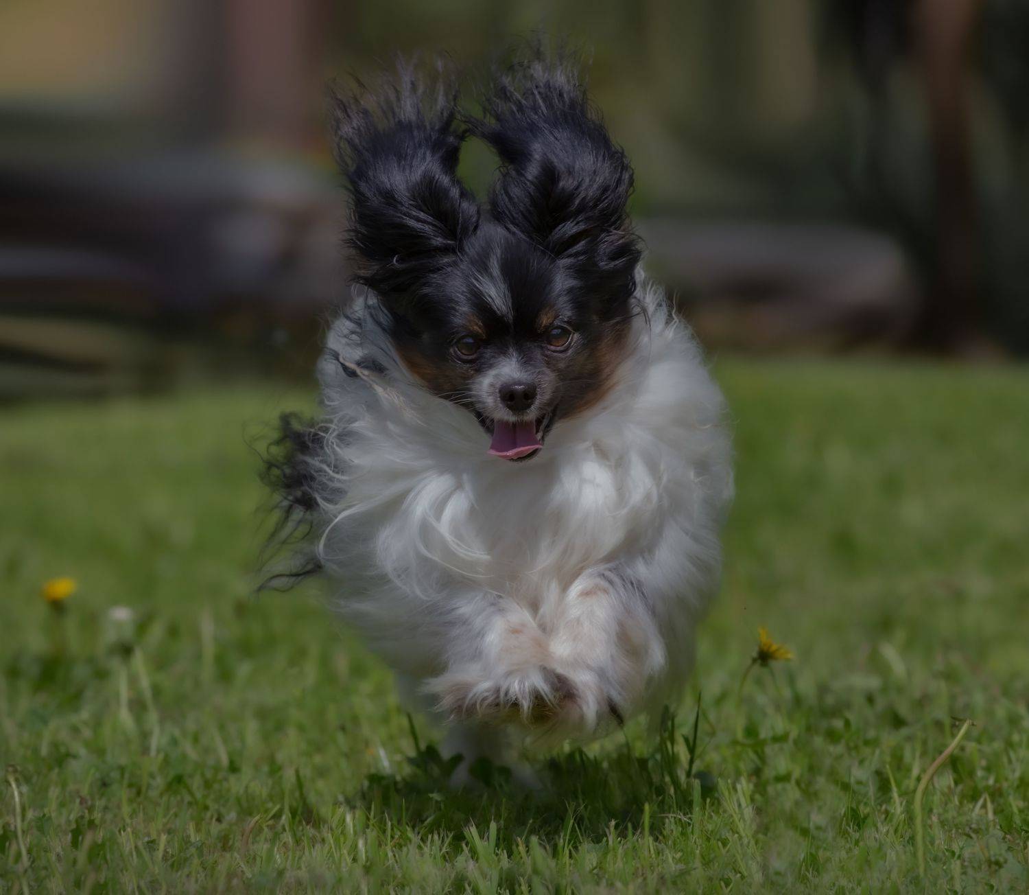 , Черновол Валентин