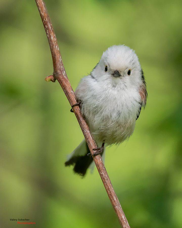 , Валерий Субачев