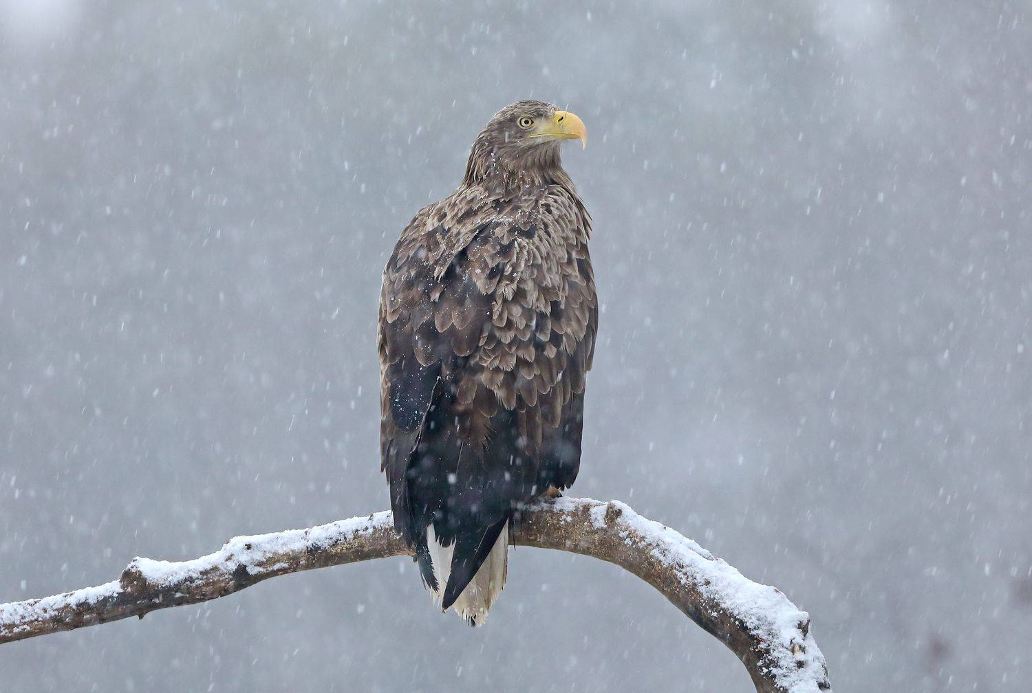 орлан., Александр Гусар