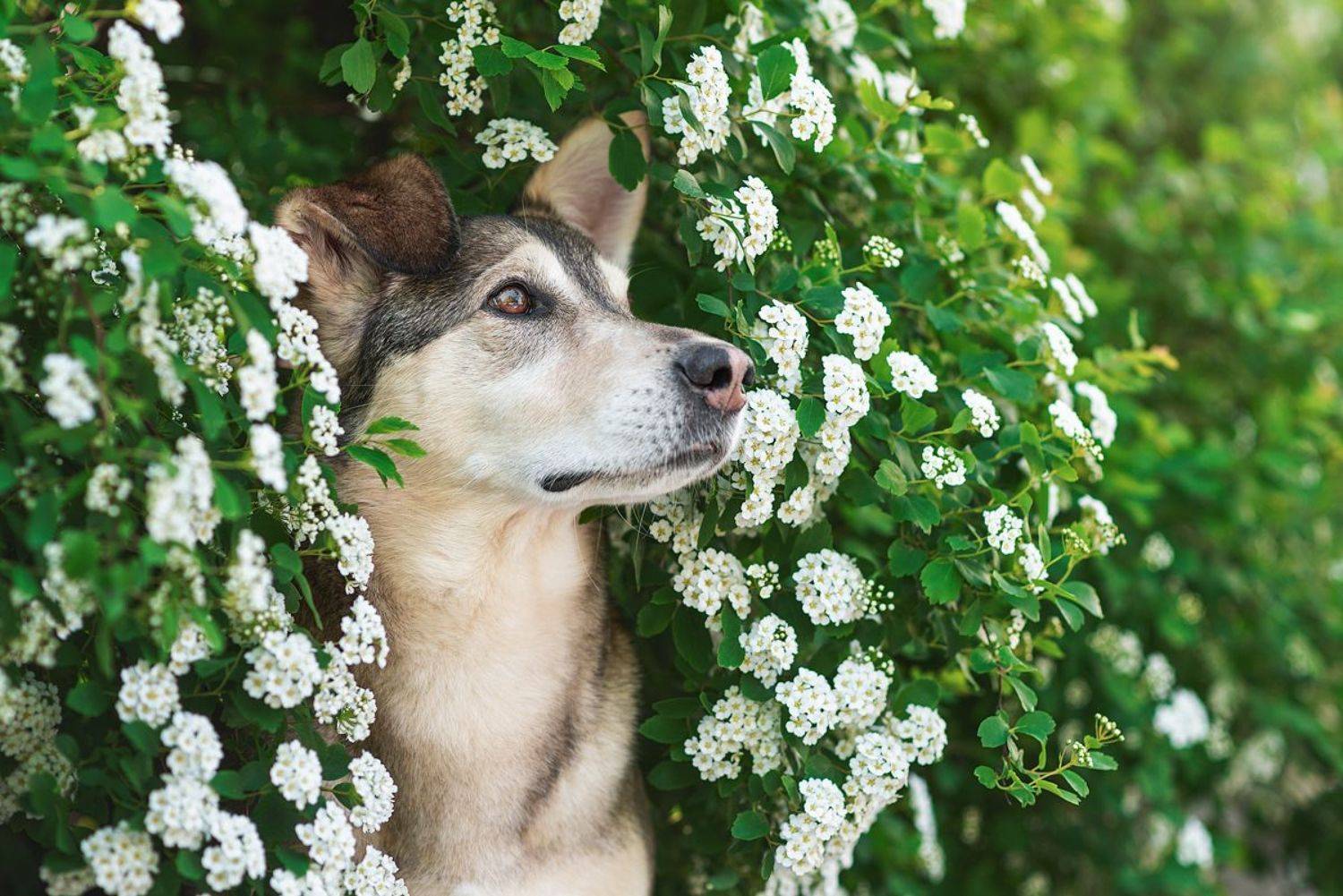 собака, животное, Евгений Крутиков