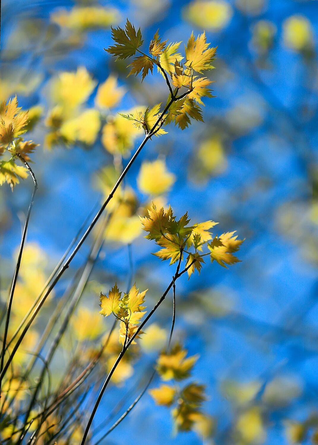 весна,моя беларусь, Горюкина Ирина