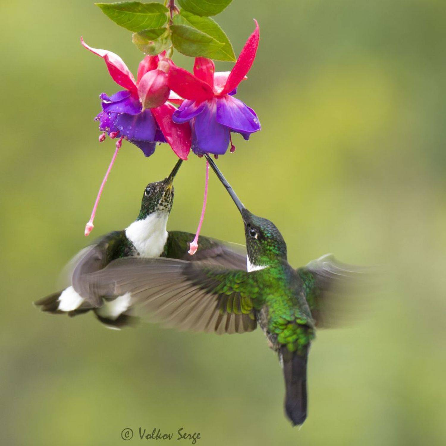 колибри, колумбмя, птицы, дикие животные, , Сергей Волков