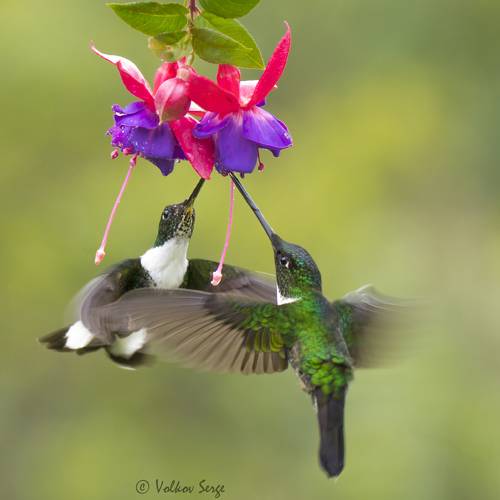 Колумбийское танго