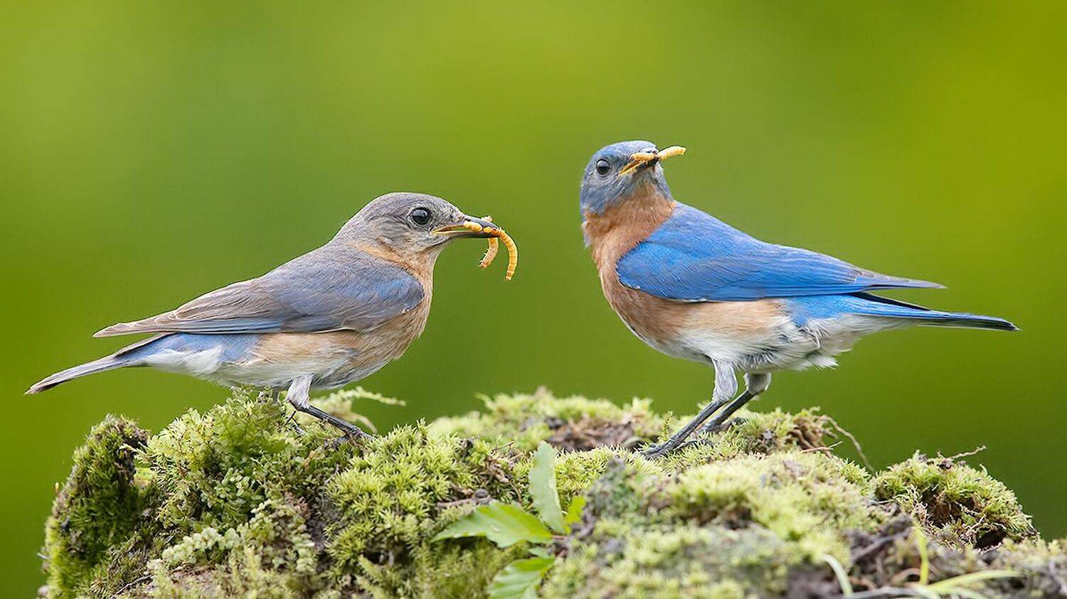восточная сиалия, eastern bluebird, bluebird, Etkind Elizabeth