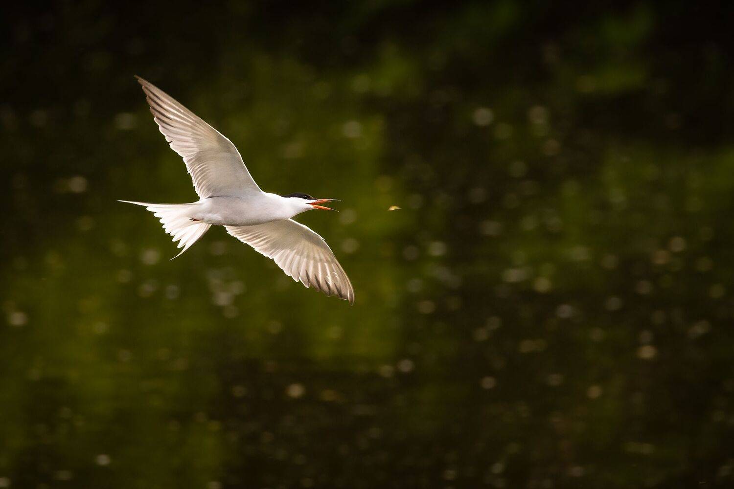 Tern. Автор: Robert Adamec , Robert Adamec