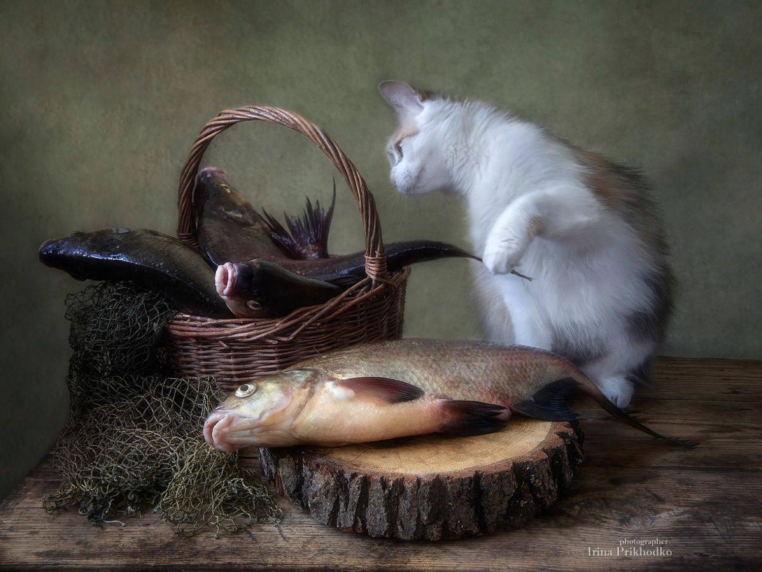 натюрморт, котонатюрморт, рыба, кошка, домашние питомцы, Приходько Ирина