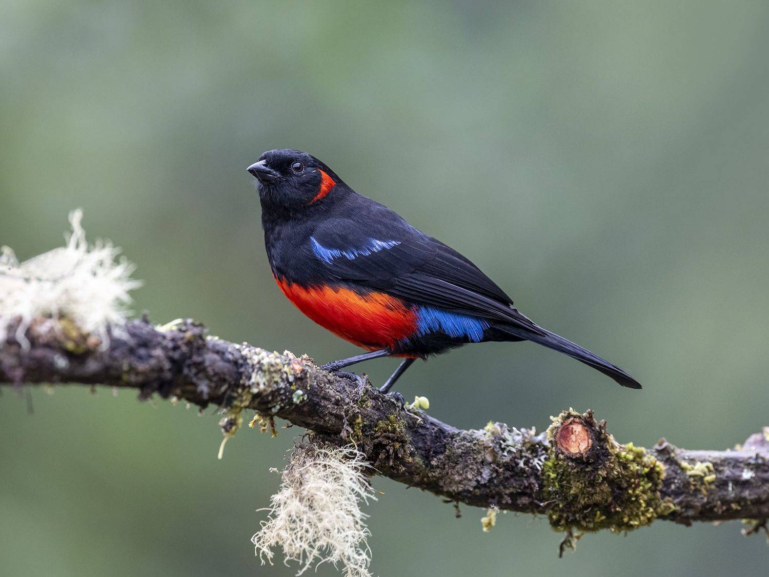 , Fernando Burgalin Sequeira