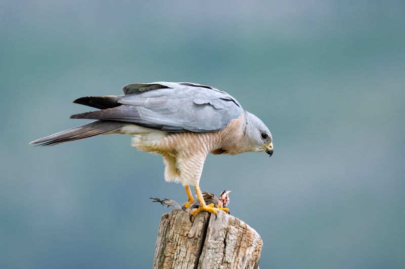 Accipiter brevipes фото превью