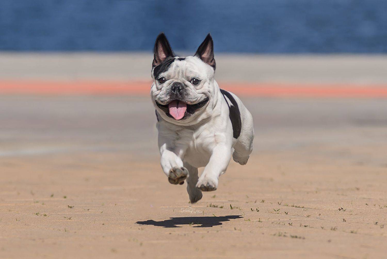 , Коптилина Галина