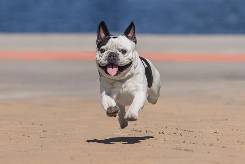 фото превью