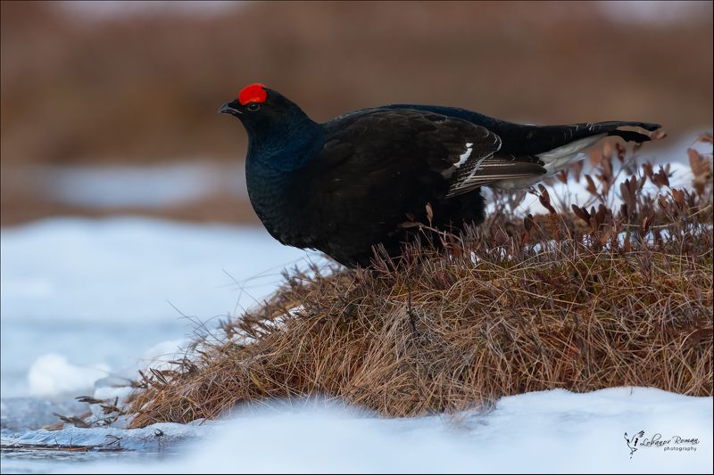 * * * фото превью