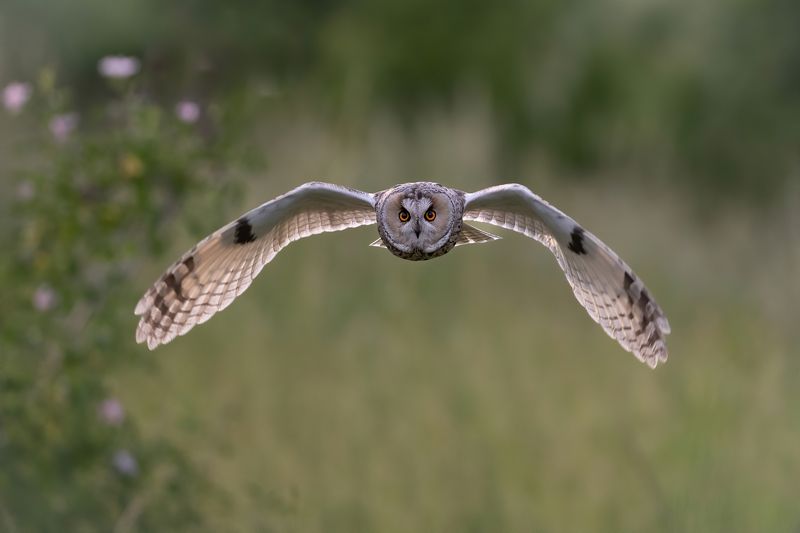 Ушастая сова (Asio otus) фото превью