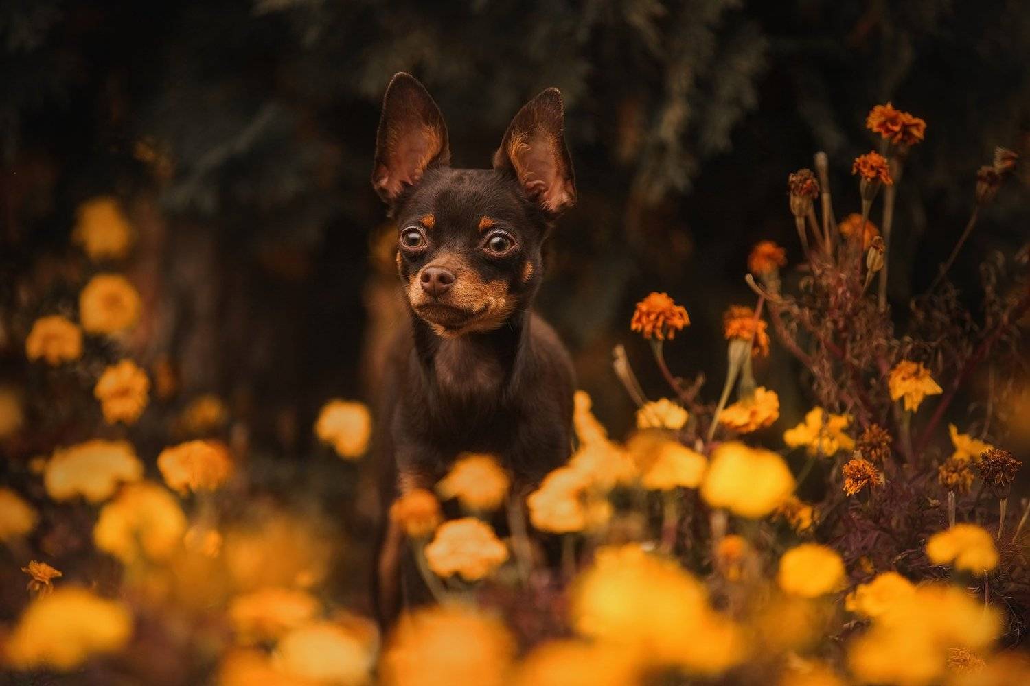 , Галина Ледок