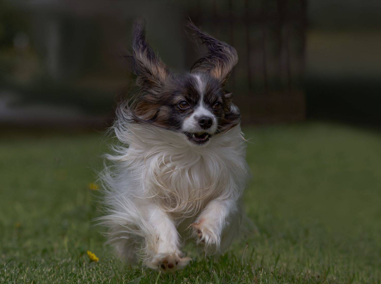 , Черновол Валентин