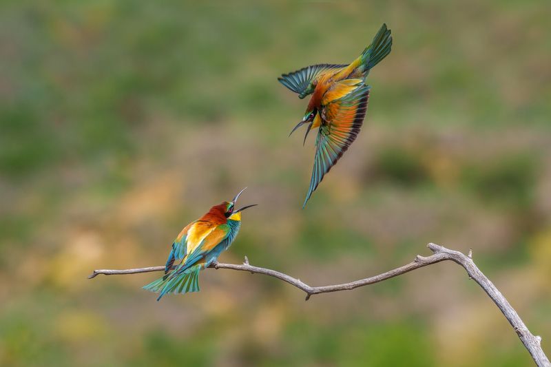 European bee-eater (Merops apiaster)... фото превью