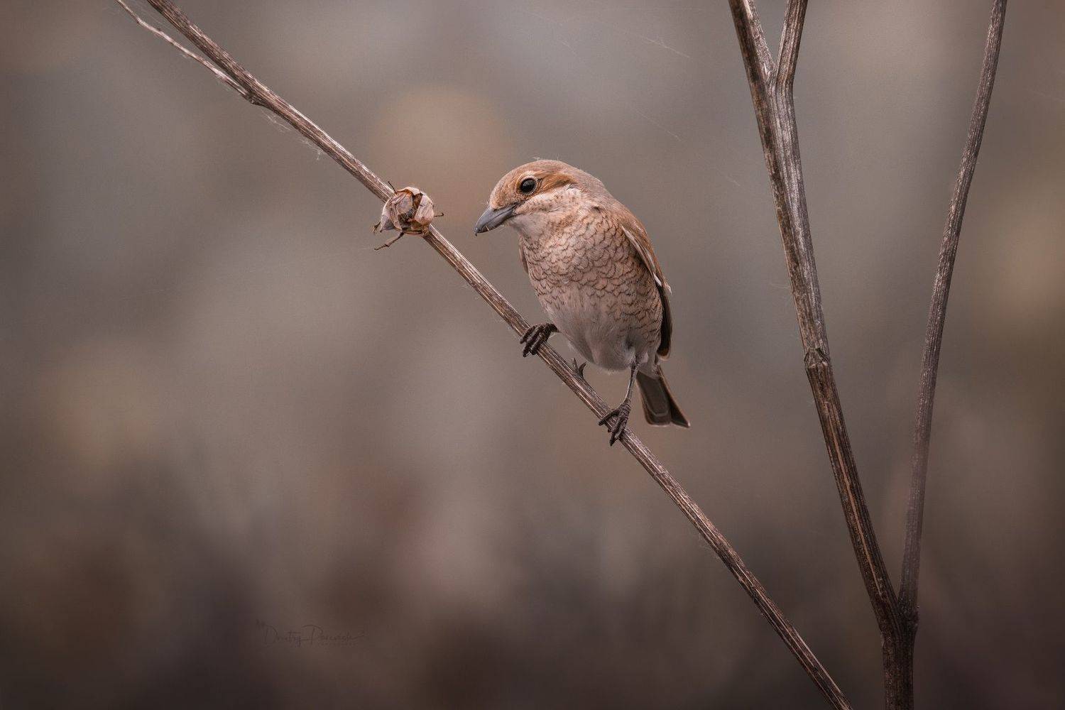 природа, лес, поля, огороды, животные, птицы, макро, Посевич Дмитрий