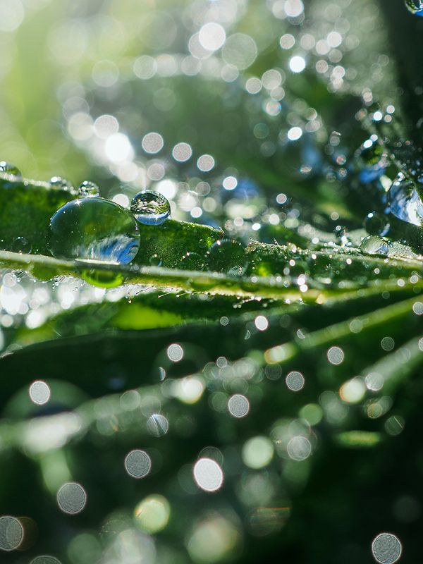 Росинки - Raindrops фото превью
