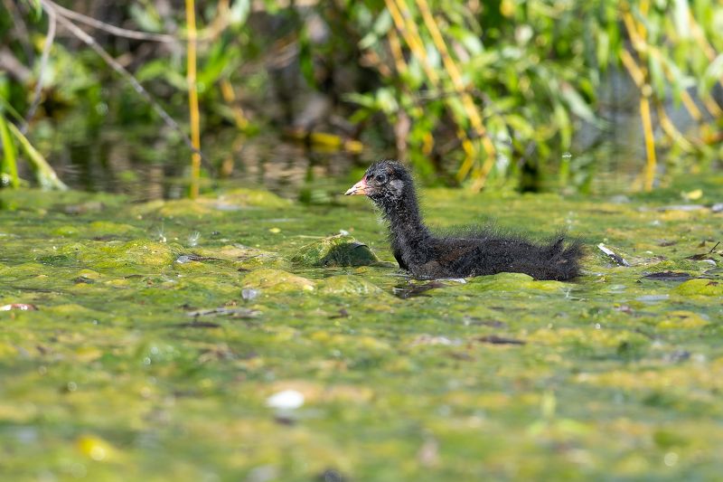 Udensvistinas mazulis фото превью