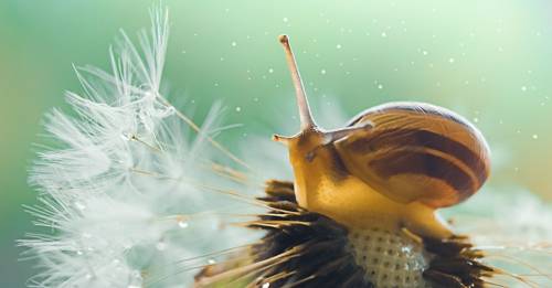 Милая улитка