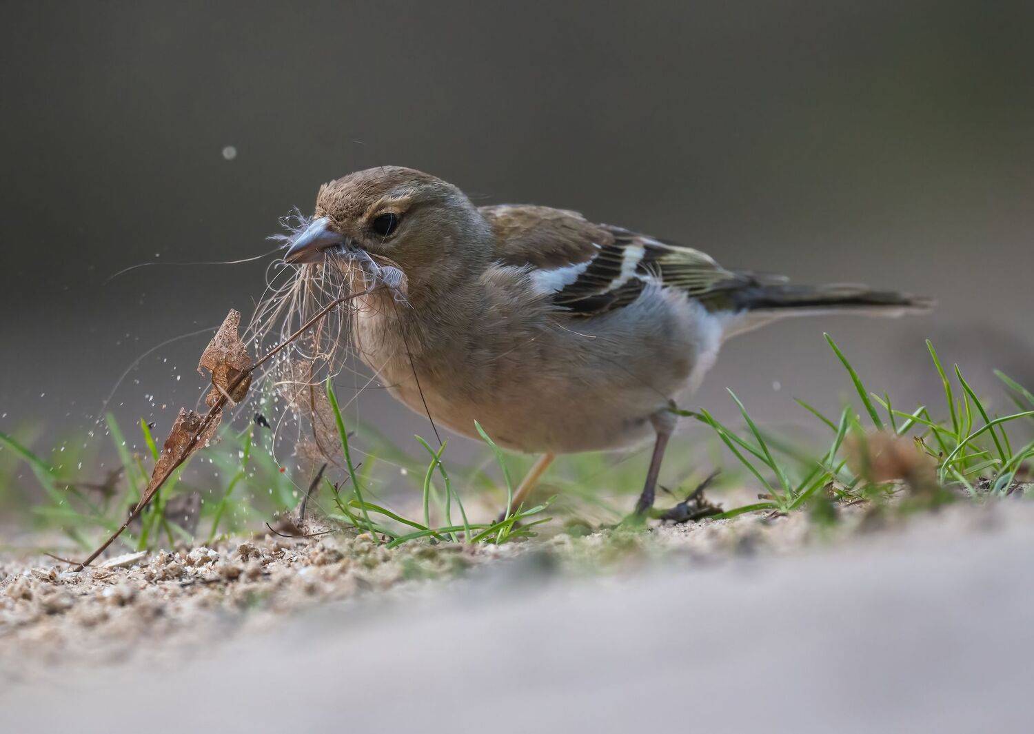 , Константин Дэм