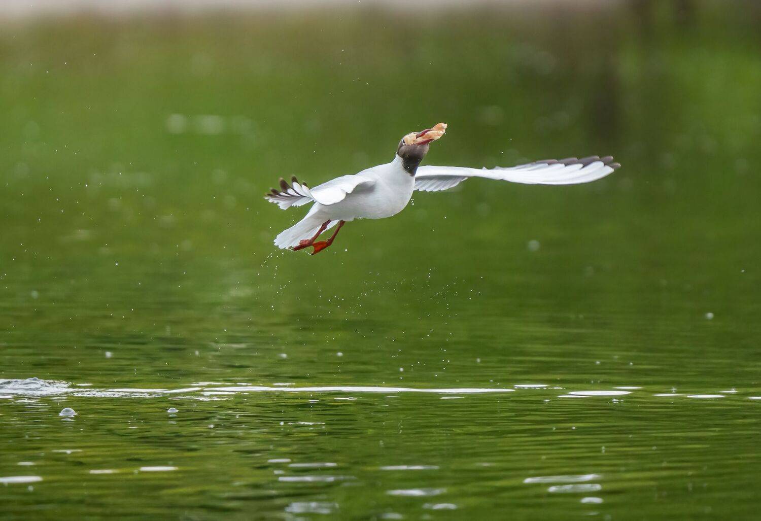 , Константин Дэм