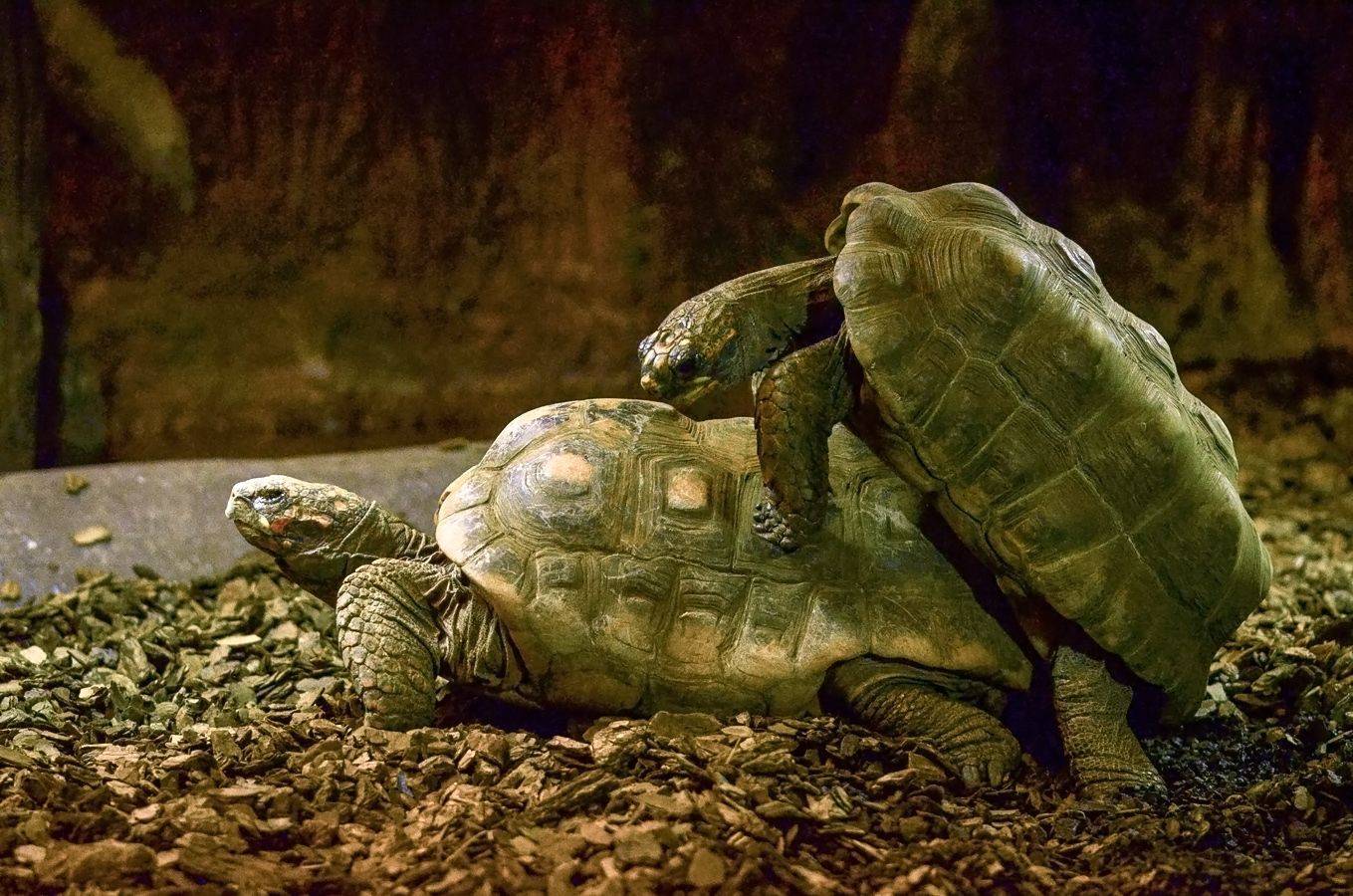 черепаха, КарОл