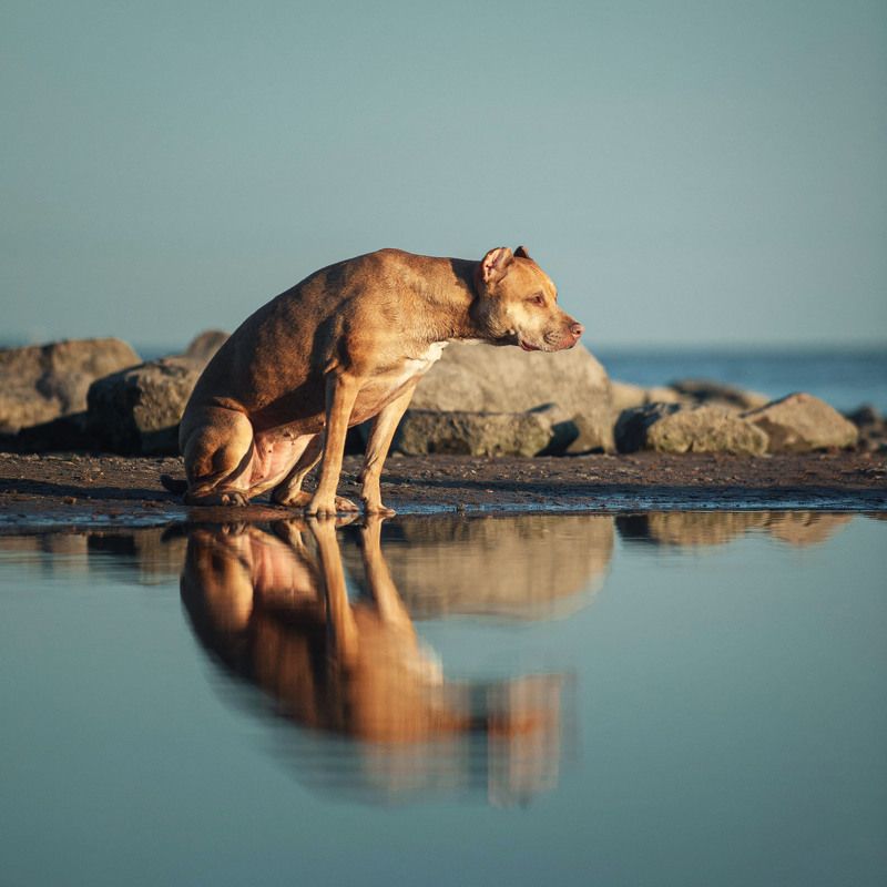 Полумесяц фото превью