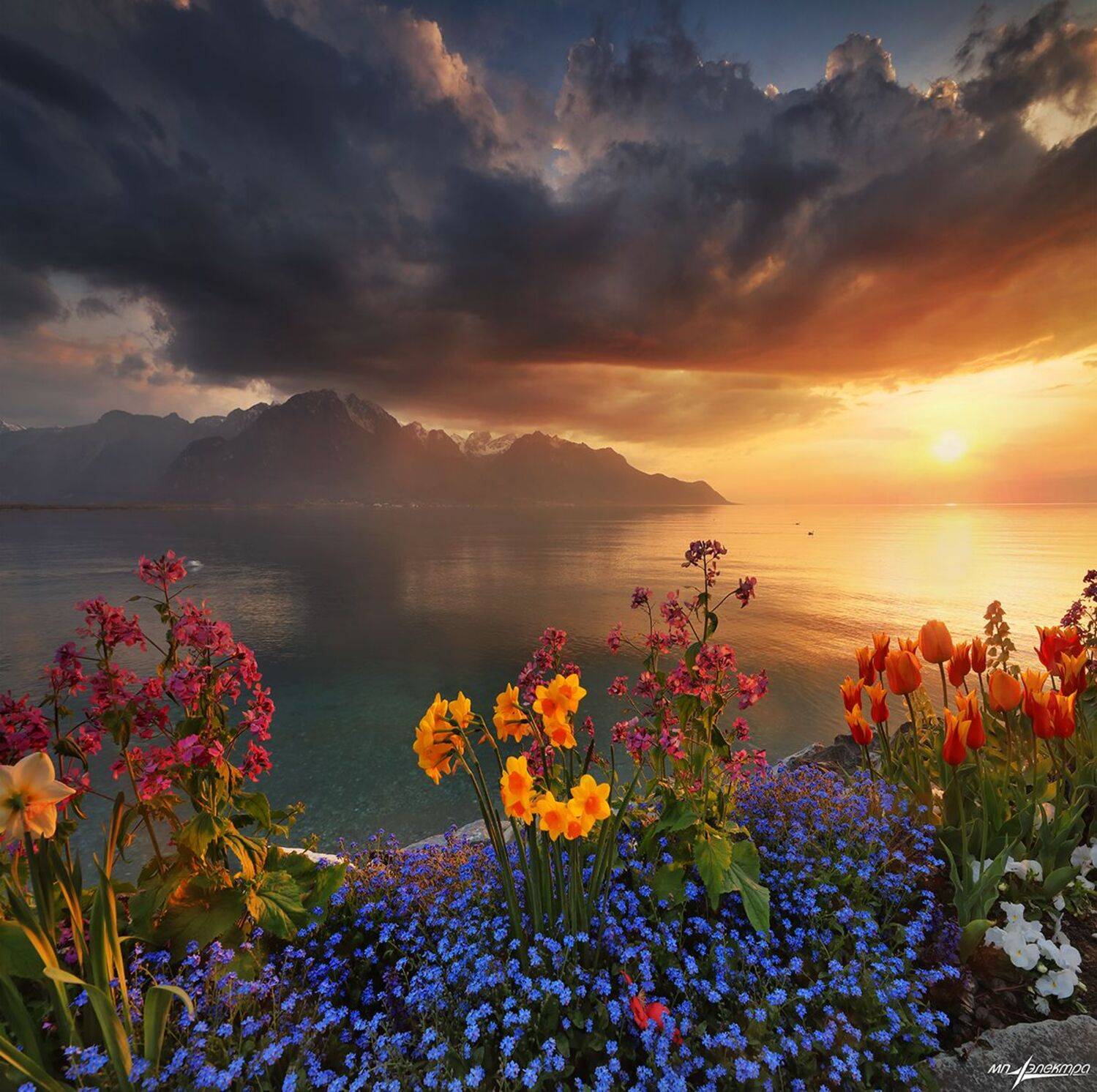 swiss, Матвеев Николай