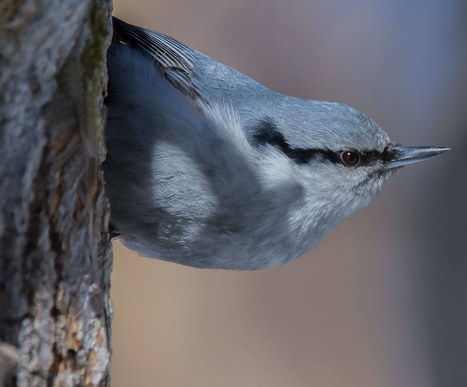 , Andrey Pristyazhnyuk