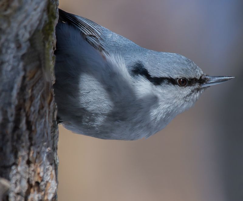 Утренний осмотр фото превью