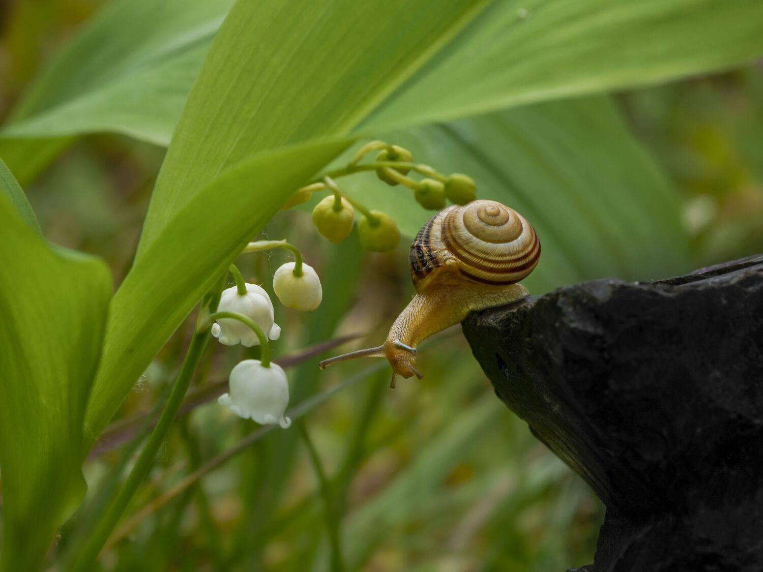 , Семенко Александр