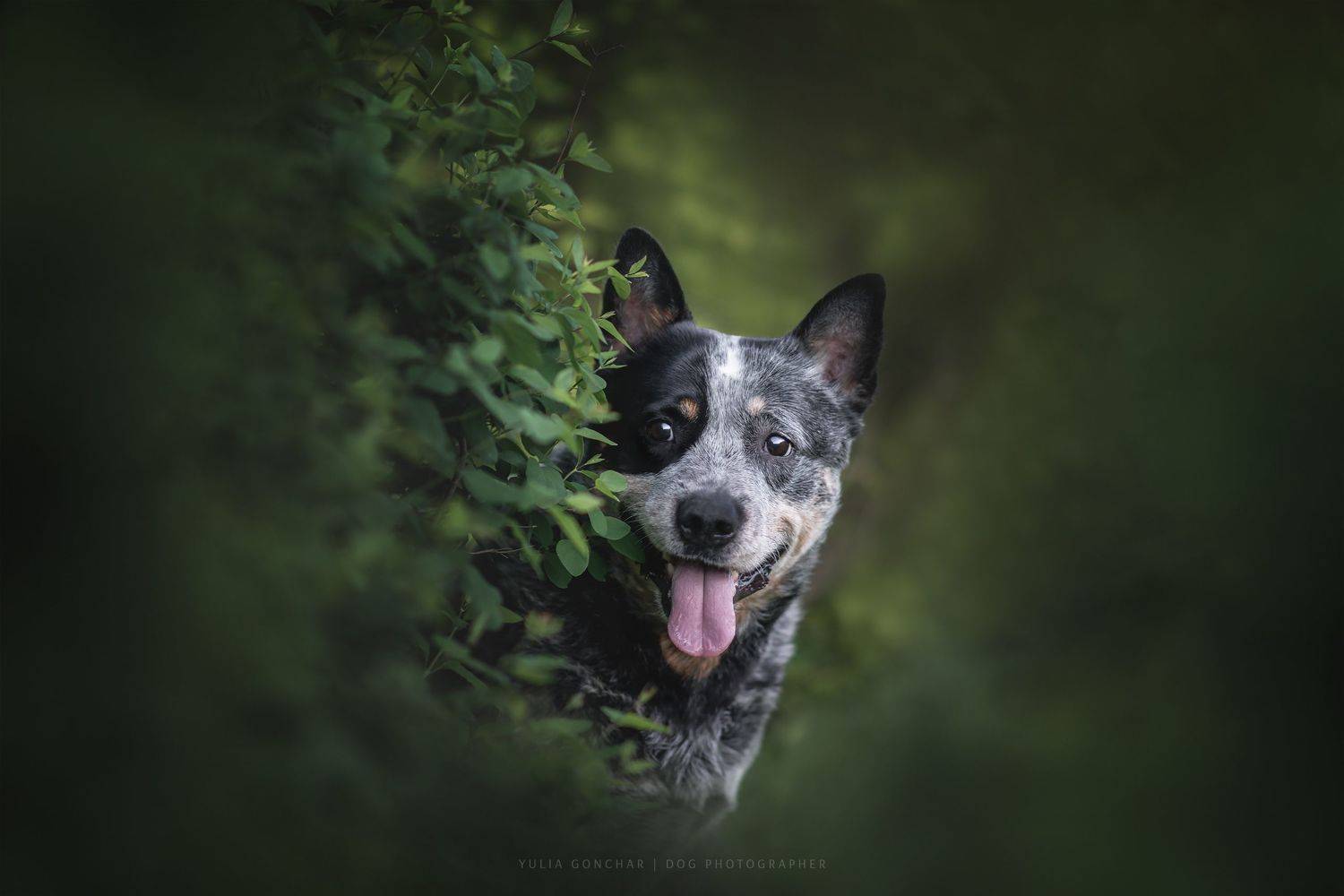 , Юлия Гончар