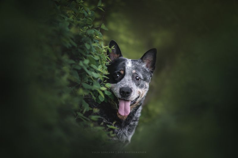 Австралийский хилер фото превью