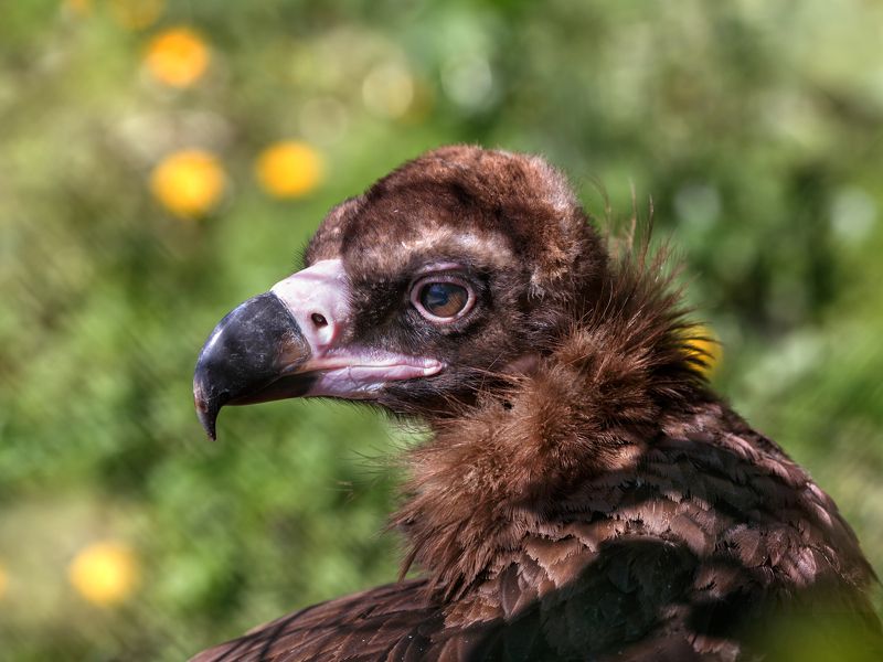 черный гриф Черный гриф фото превью
