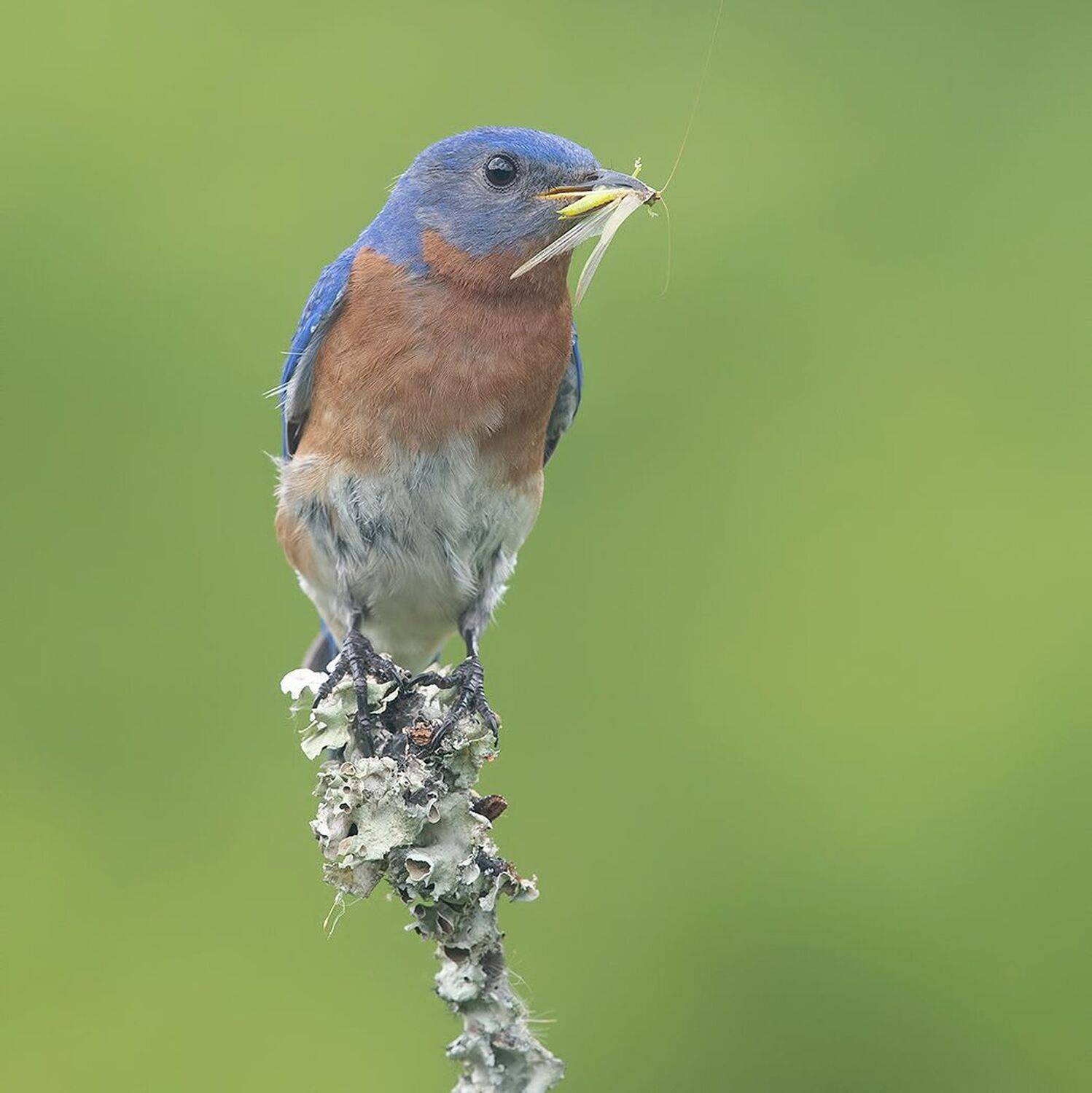 восточная сиалия, eastern bluebird, bluebird, Etkind Elizabeth