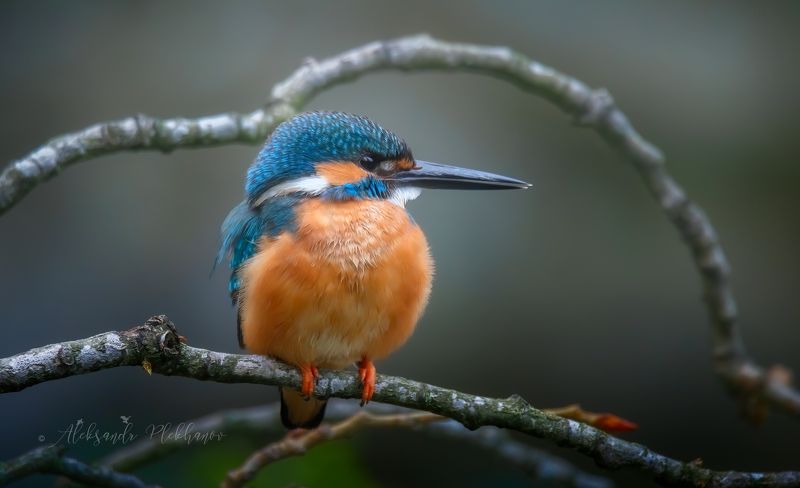 зимородок , kingfisher , wildlife Блинчик фото превью