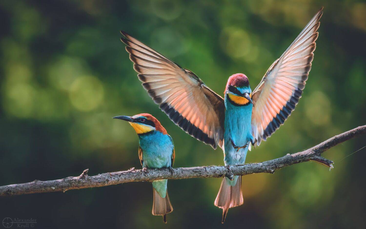 , Александр Круль