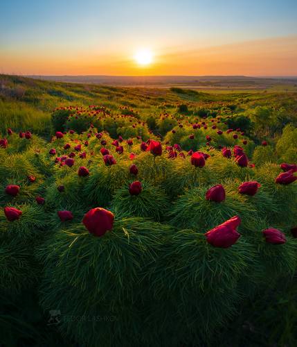 Белгородская степь