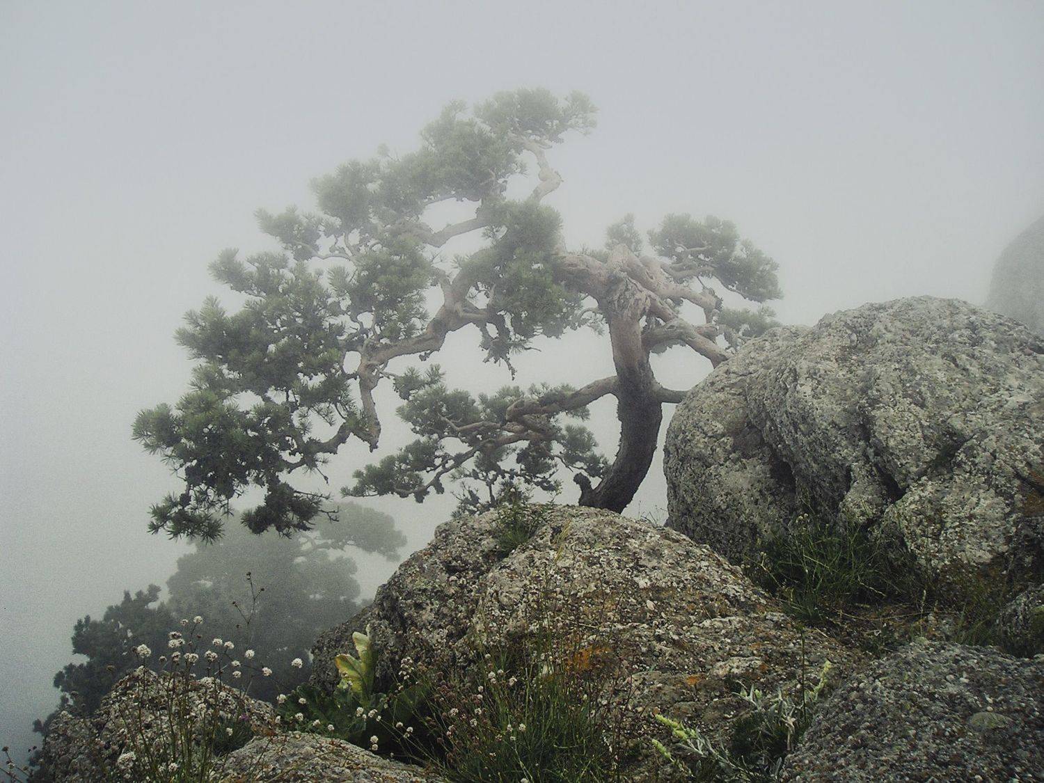 сосна камни туман, Вера Петри