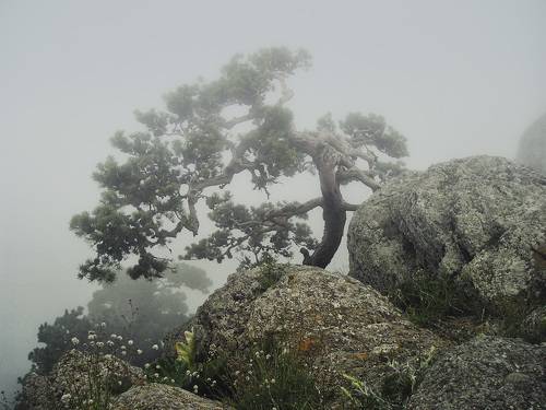 Сосна в тумане