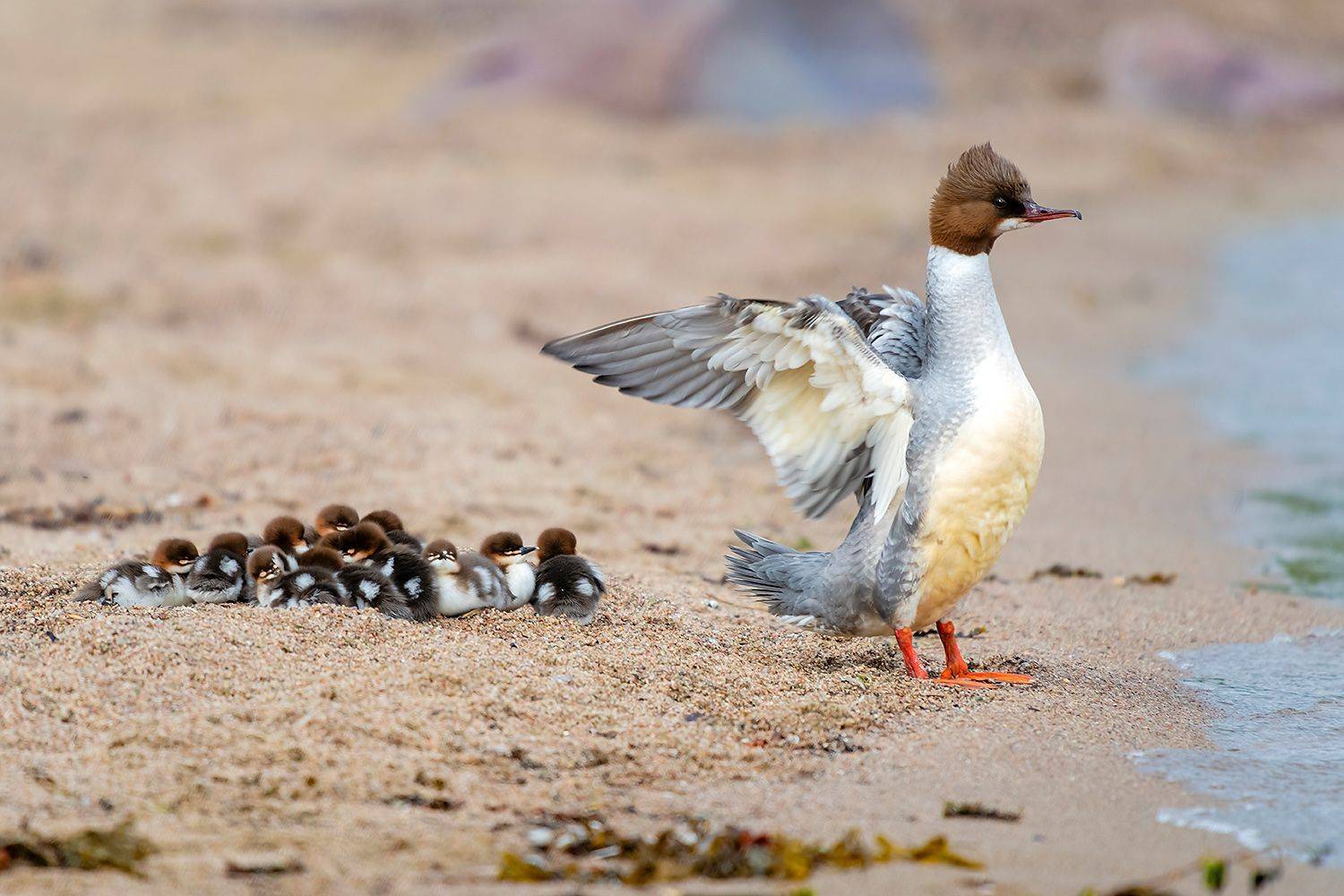 , Александр Абросимов