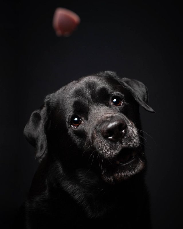 Как заколдовать собаку? =) фото превью