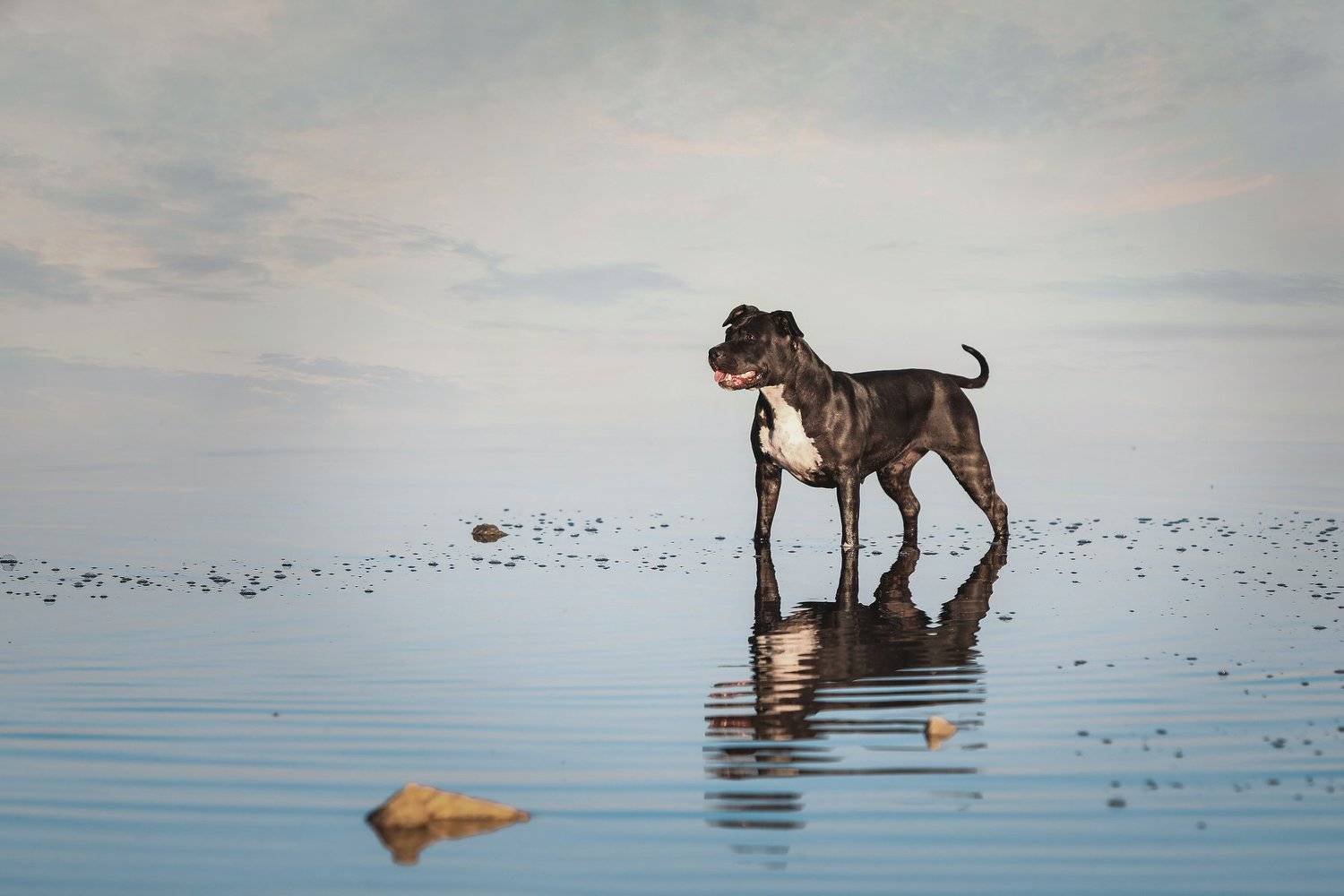 , Галина Ледок