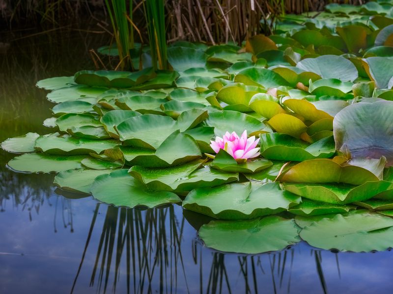 Лотосовое озеро. Странджа гора. фото превью