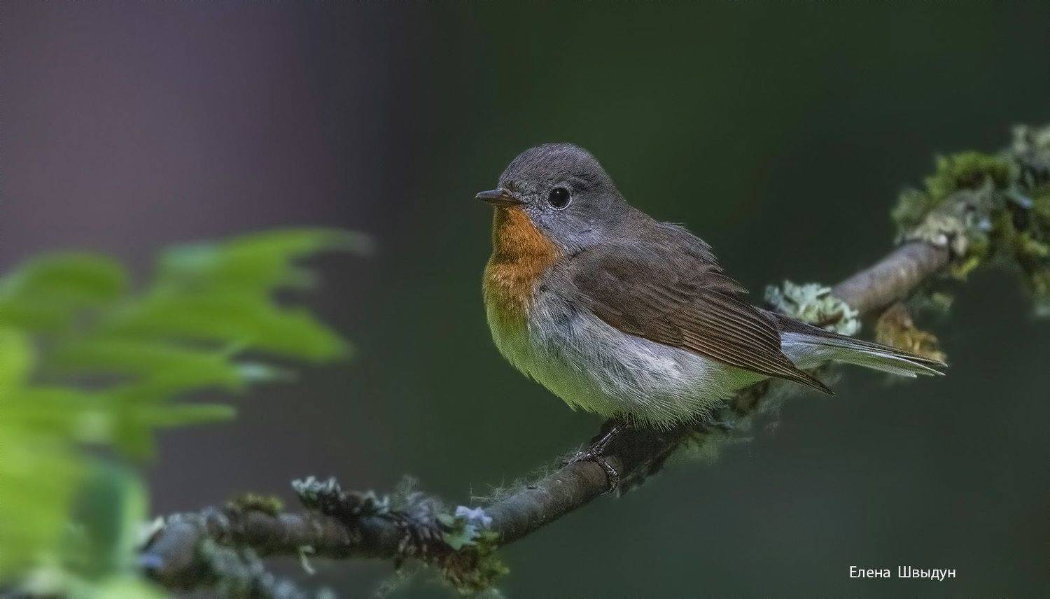 bird of prey, animal, birds, bird,  animal wildlife,  nature,  animals in the wild, малая мухоловка, red breasted flycatcher, Елена Швыдун