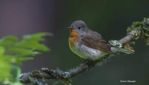 Rred breasted flycatcher