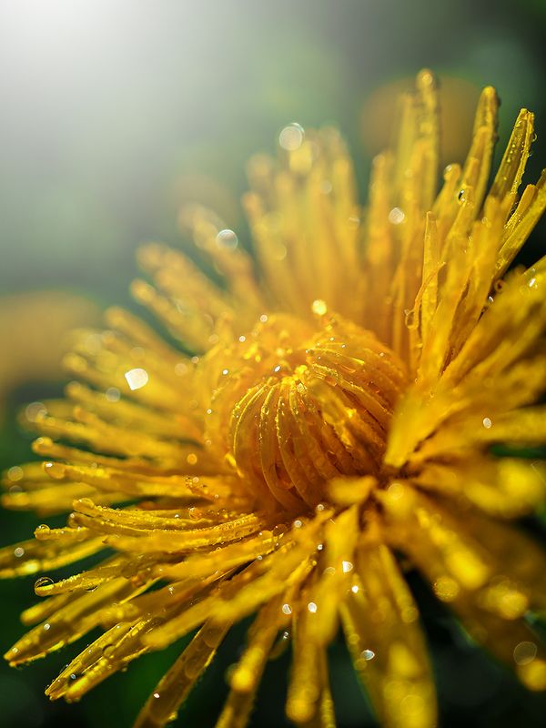 Raindrops фото превью