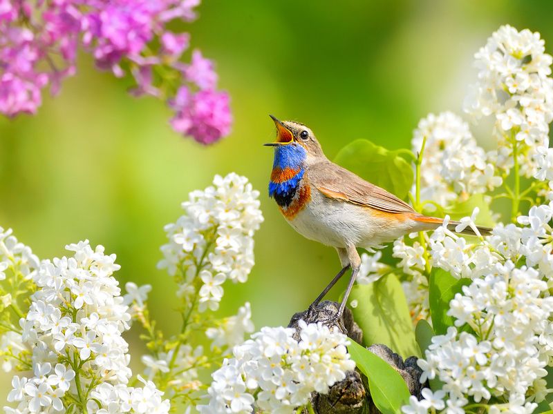 природа, фотоохота, варакушка, птицы, животные, цветы, лето Сиреневый напев фото превью